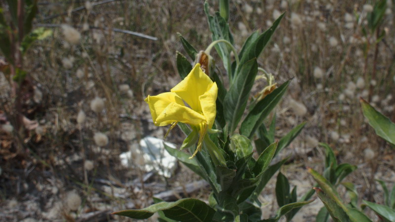 Sulle dune 2 - Oenothera sp.